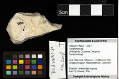 Foto (Objekt + Etiketten) von Tanidromites sp. 